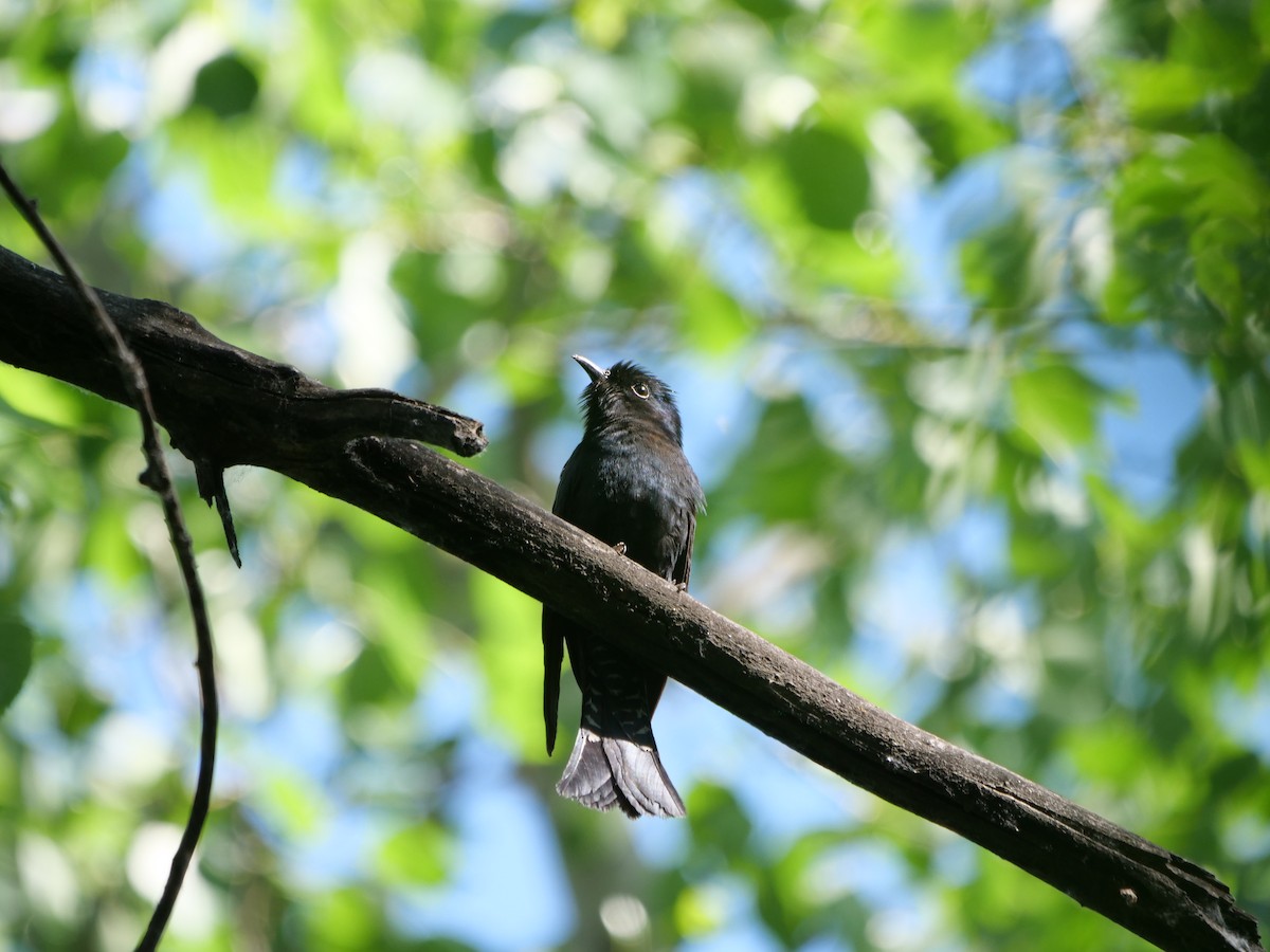 Square-tailed Drongo-Cuckoo - ML619332835