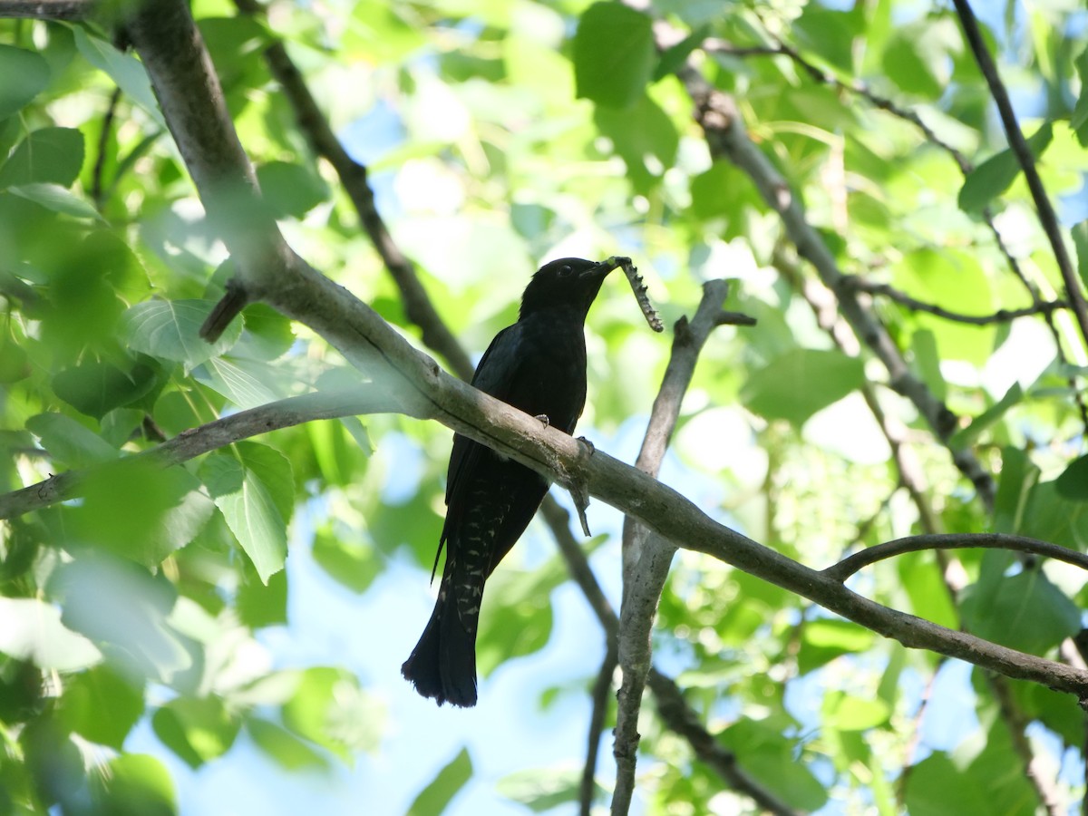 Square-tailed Drongo-Cuckoo - ML619332836