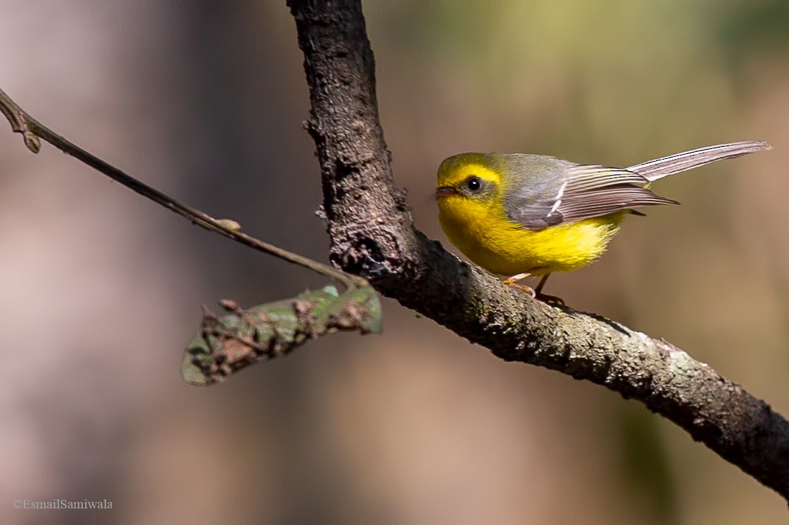 Yellow-bellied Fairy-Fantail - ML619332855