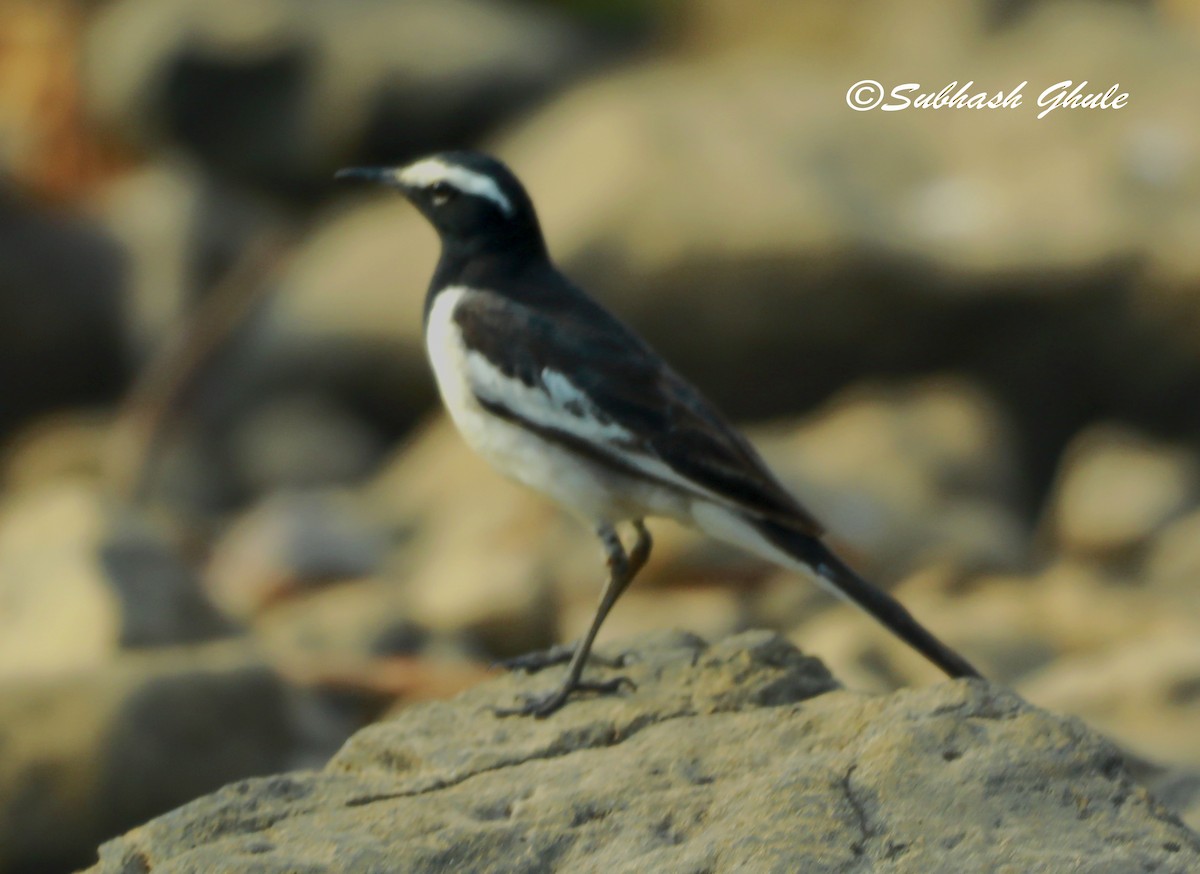 White-browed Wagtail - ML619332902