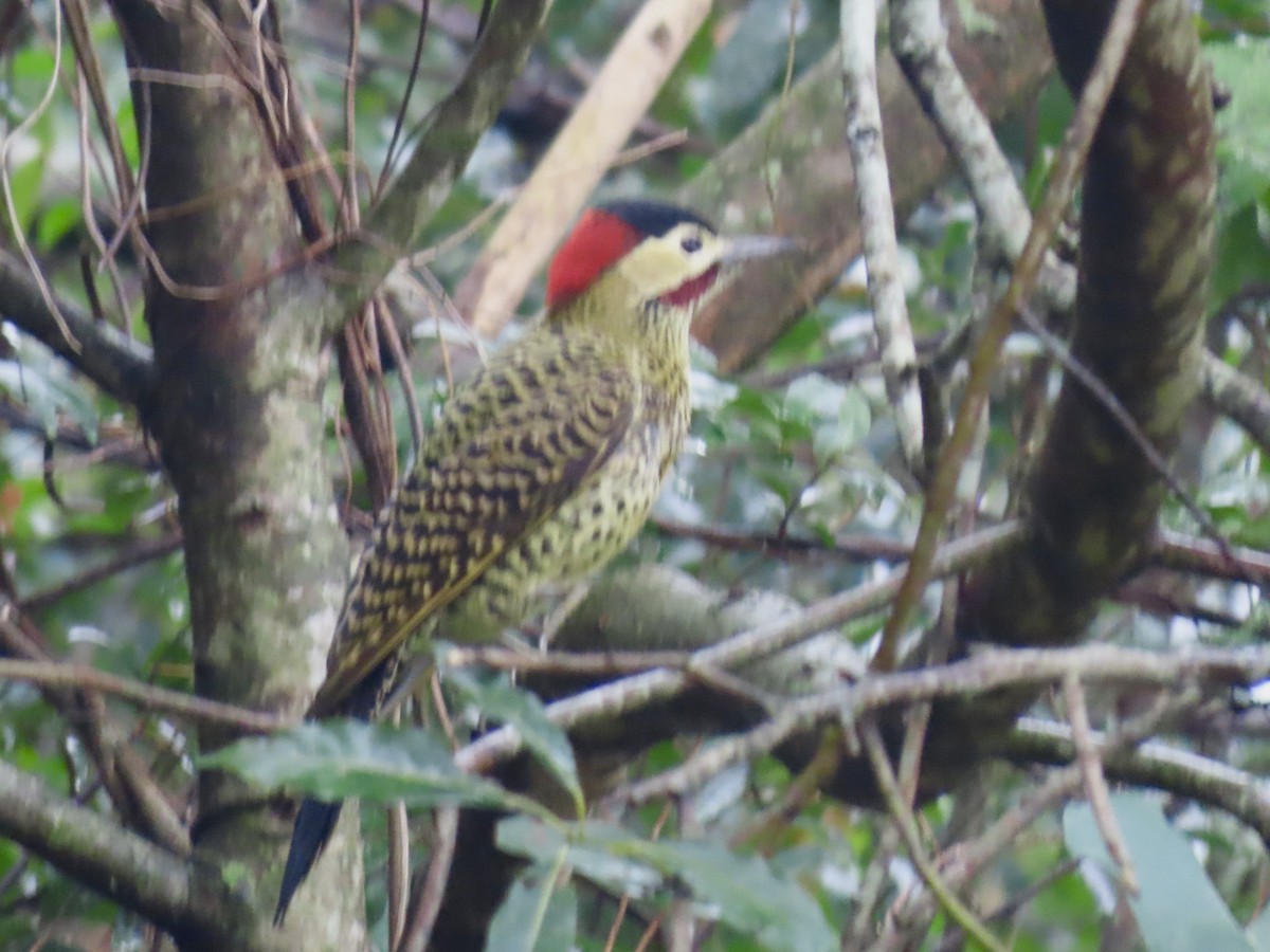 Green-barred Woodpecker - ML619332943