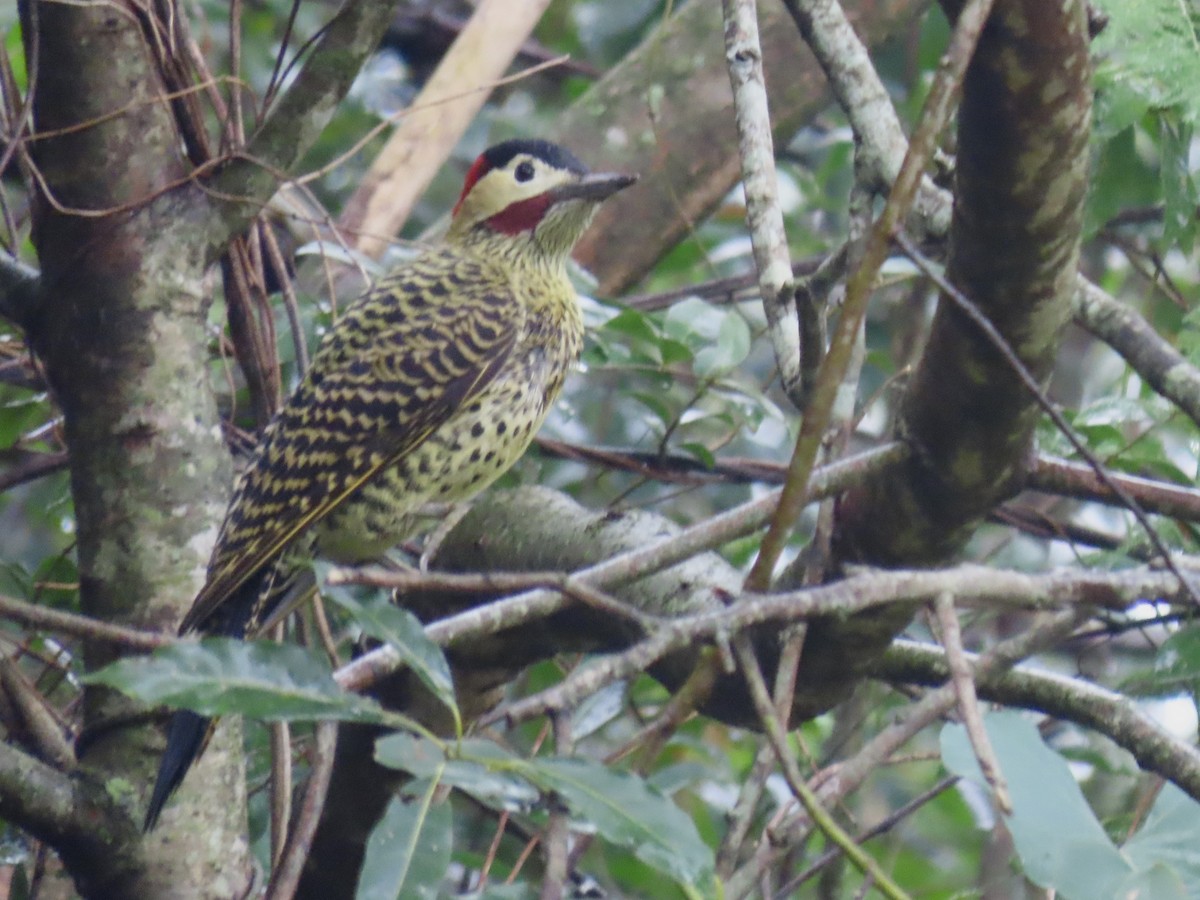 Green-barred Woodpecker - ML619332944