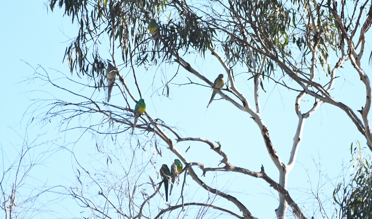 Red-rumped Parrot - ML619332951