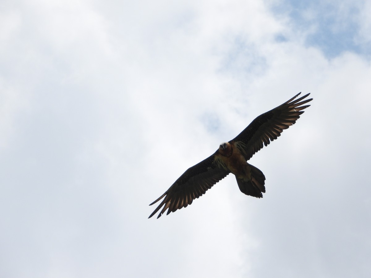 Bearded Vulture - ML619333001