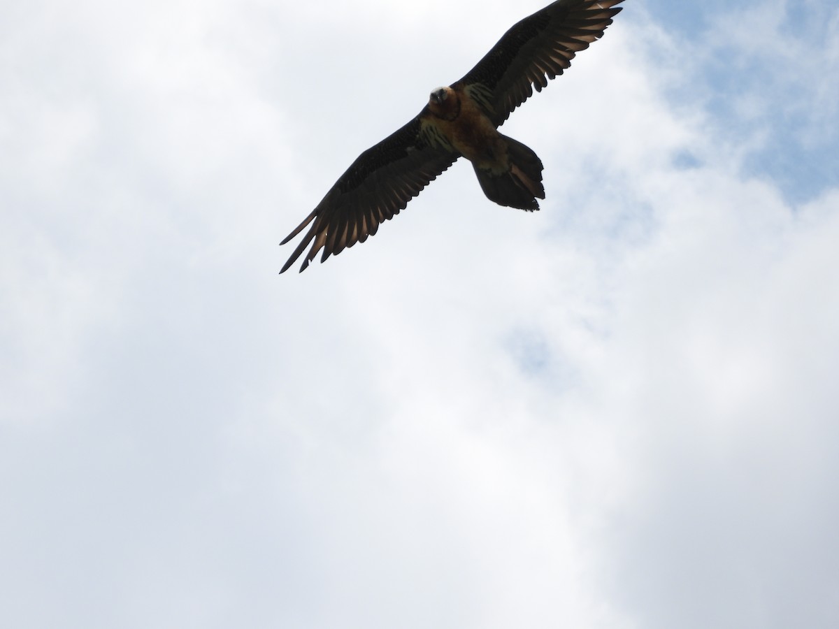 Bearded Vulture - ML619333002