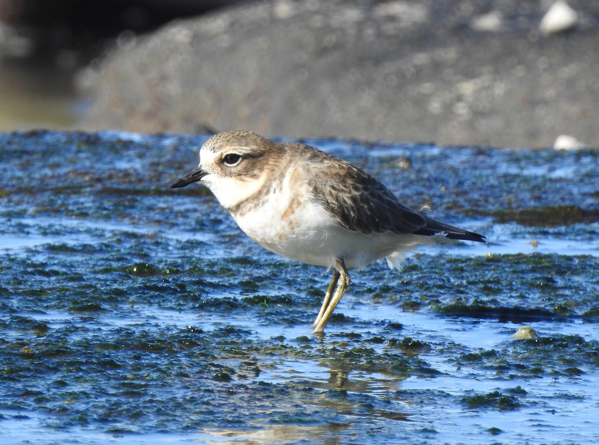 Double-banded Plover - ML619333004