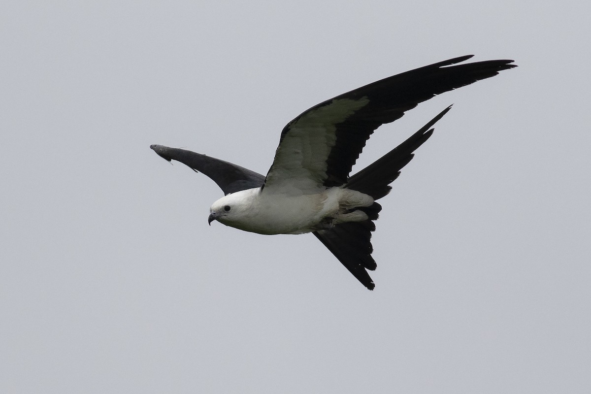 Swallow-tailed Kite - ML619333008