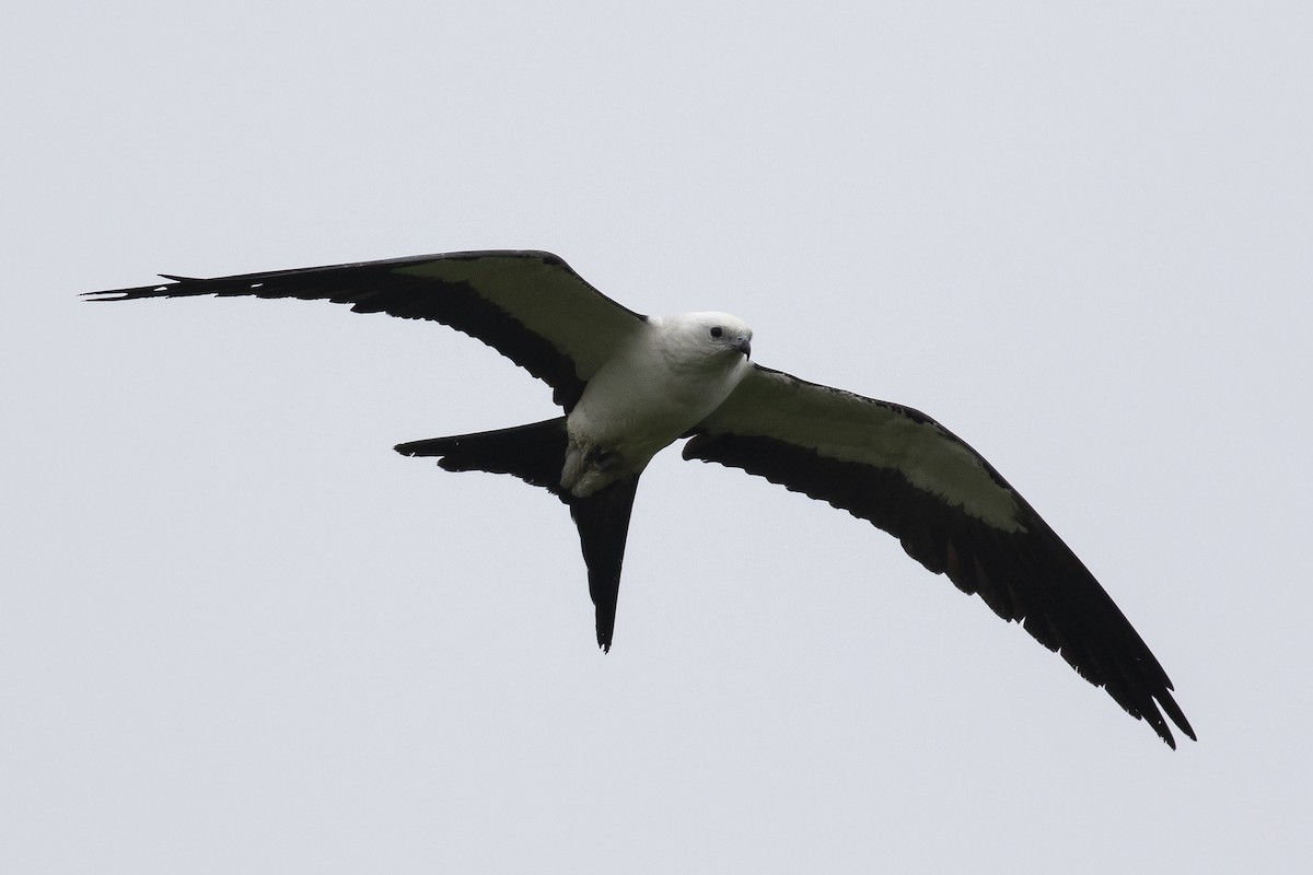 Swallow-tailed Kite - ML619333010
