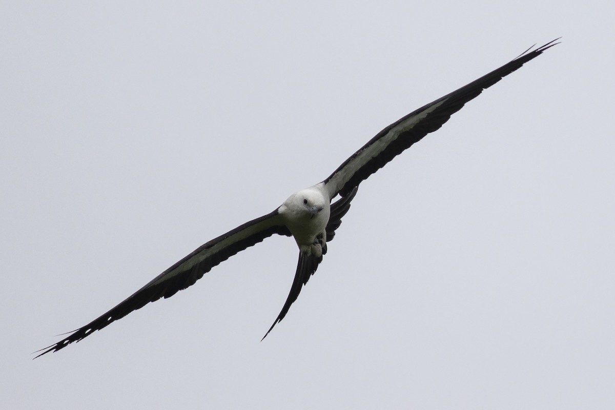 Swallow-tailed Kite - ML619333012