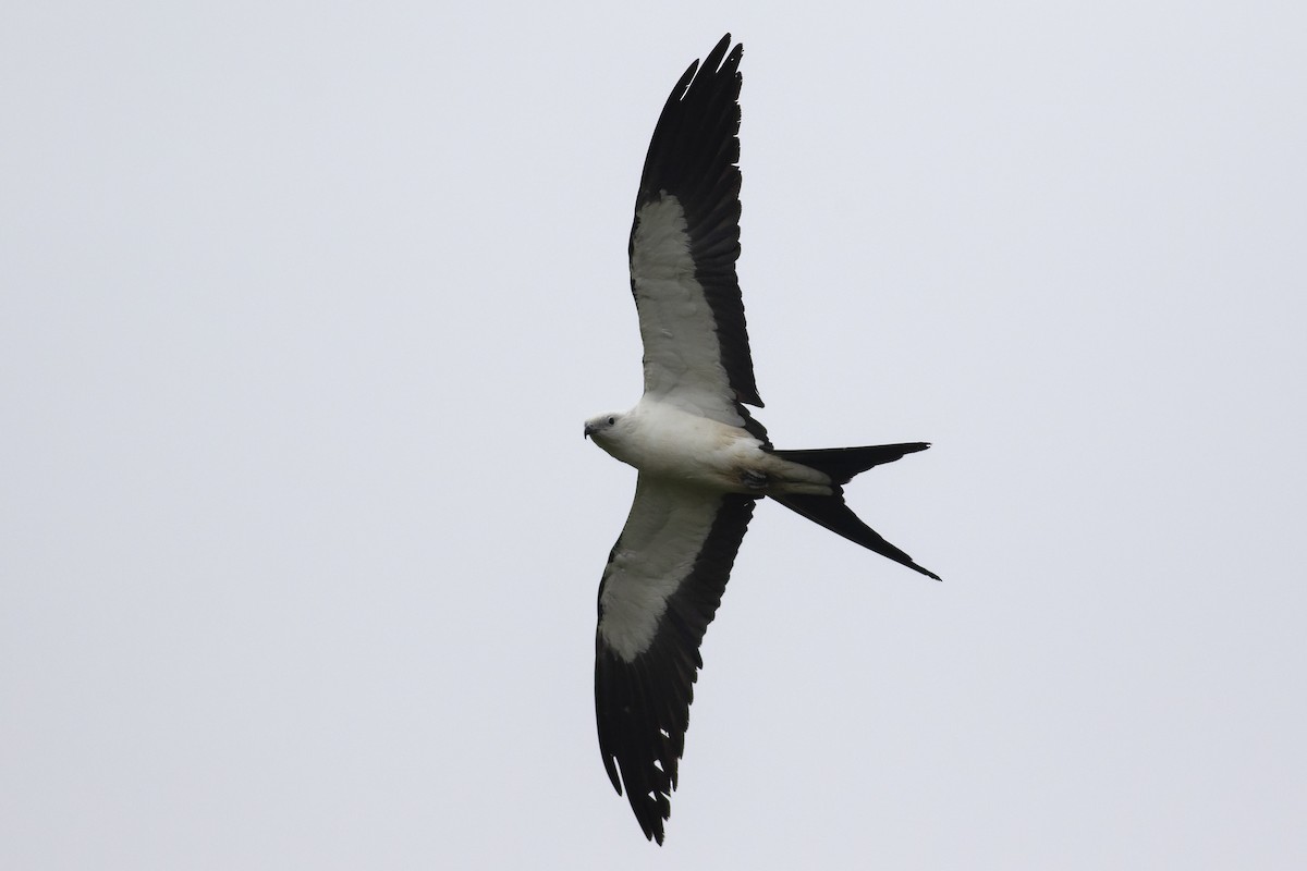 Swallow-tailed Kite - ML619333014