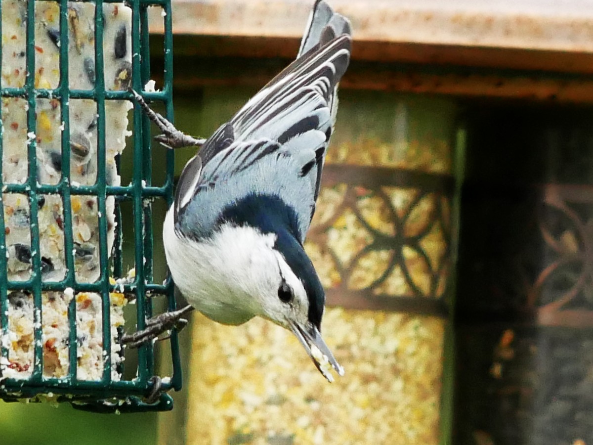 White-breasted Nuthatch - ML619333018
