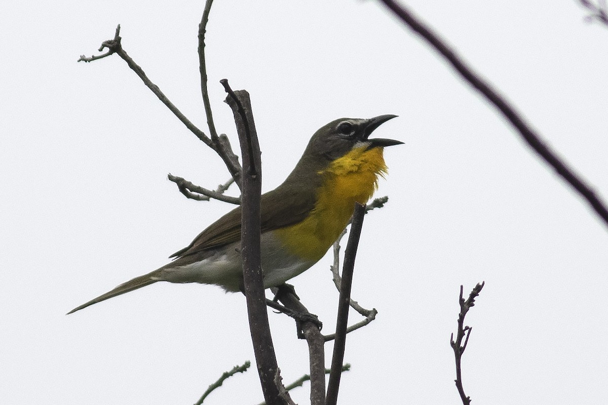 Yellow-breasted Chat - ML619333020