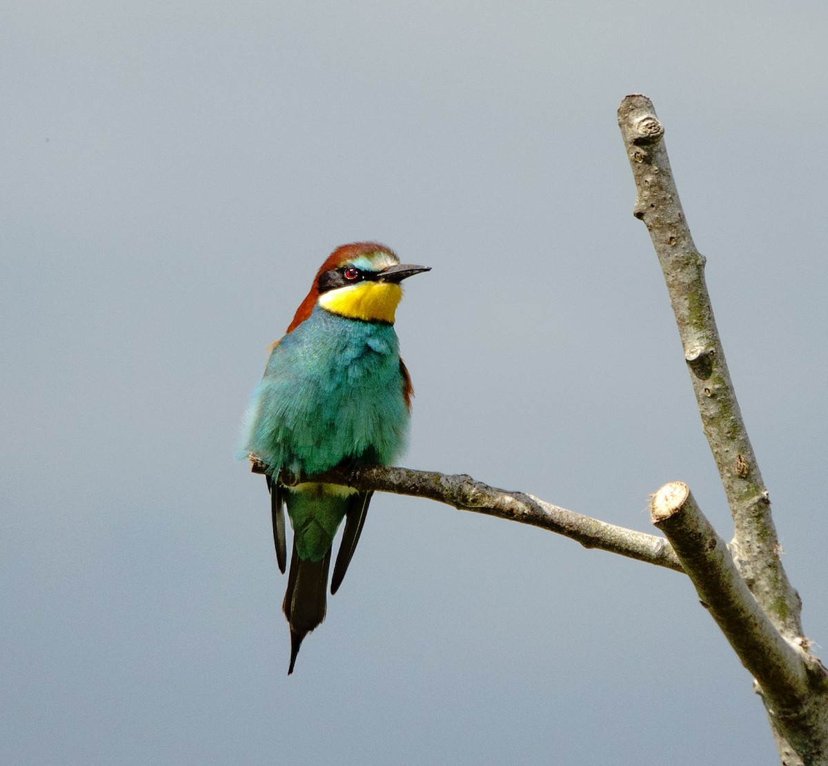 European Bee-eater - ML619333021