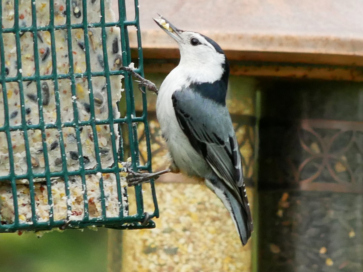 White-breasted Nuthatch - ML619333024
