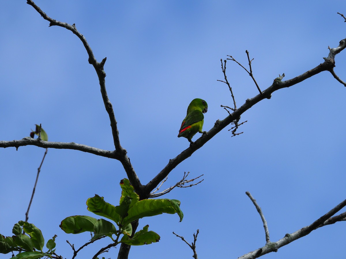 Blue-crowned Hanging-Parrot - ML619333052