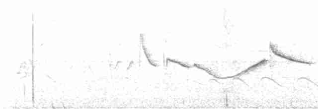 Оливковая широкохвостка (intricatus/oblitus) - ML619333075