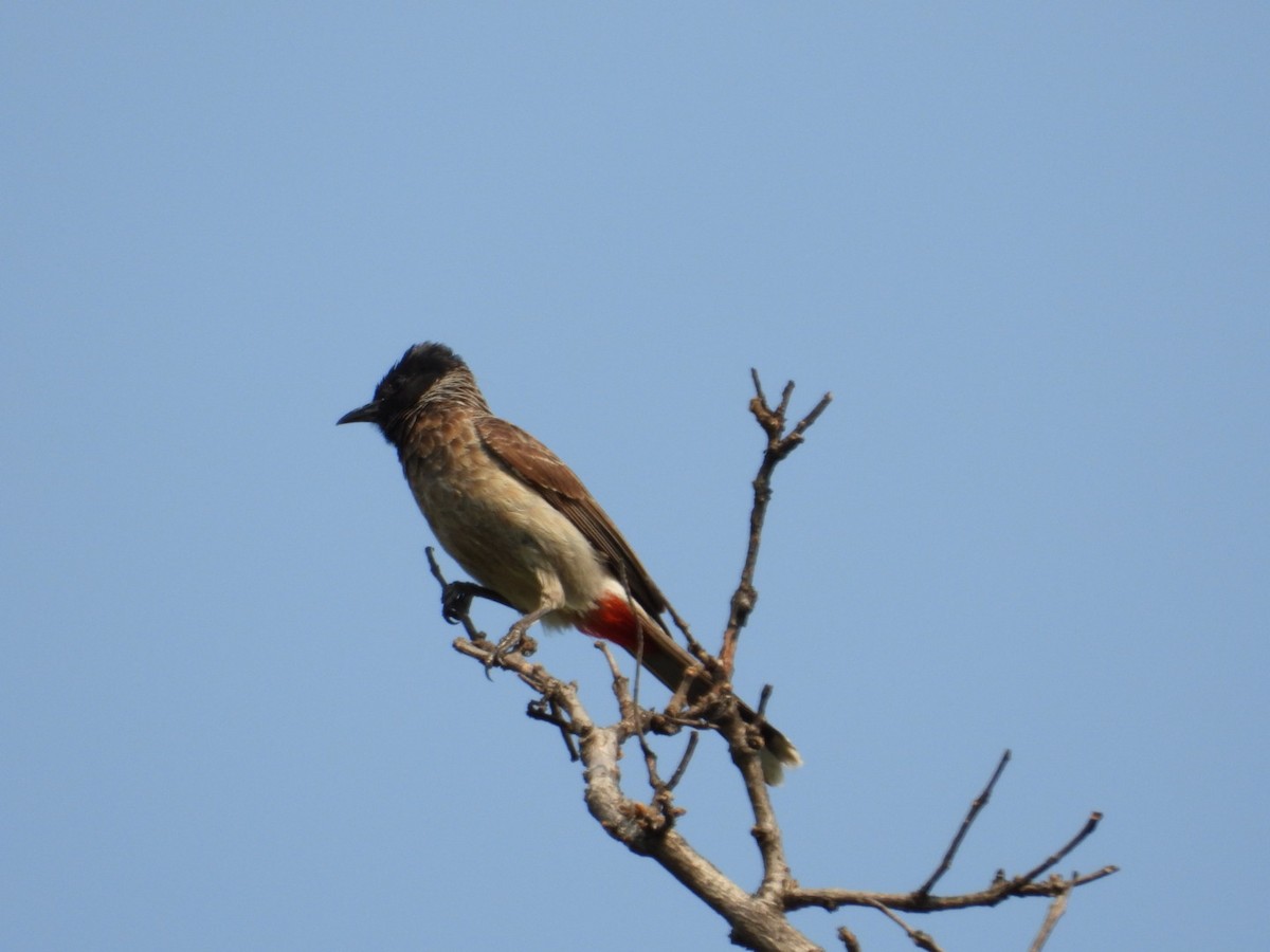 Red-vented Bulbul - ML619333099