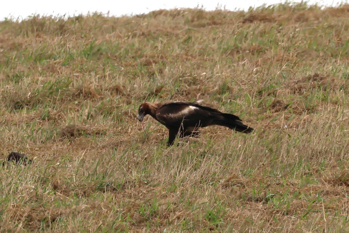 Wedge-tailed Eagle - ML619333109