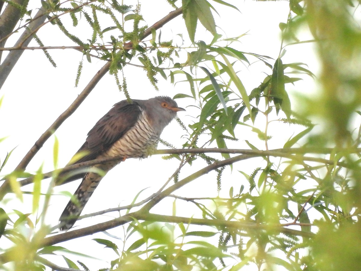 Common Cuckoo - ML619333119