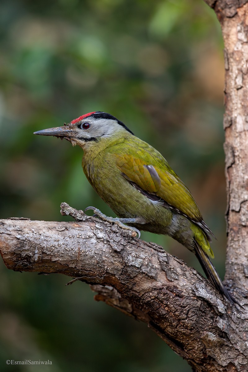 Gray-headed Woodpecker - ML619333122