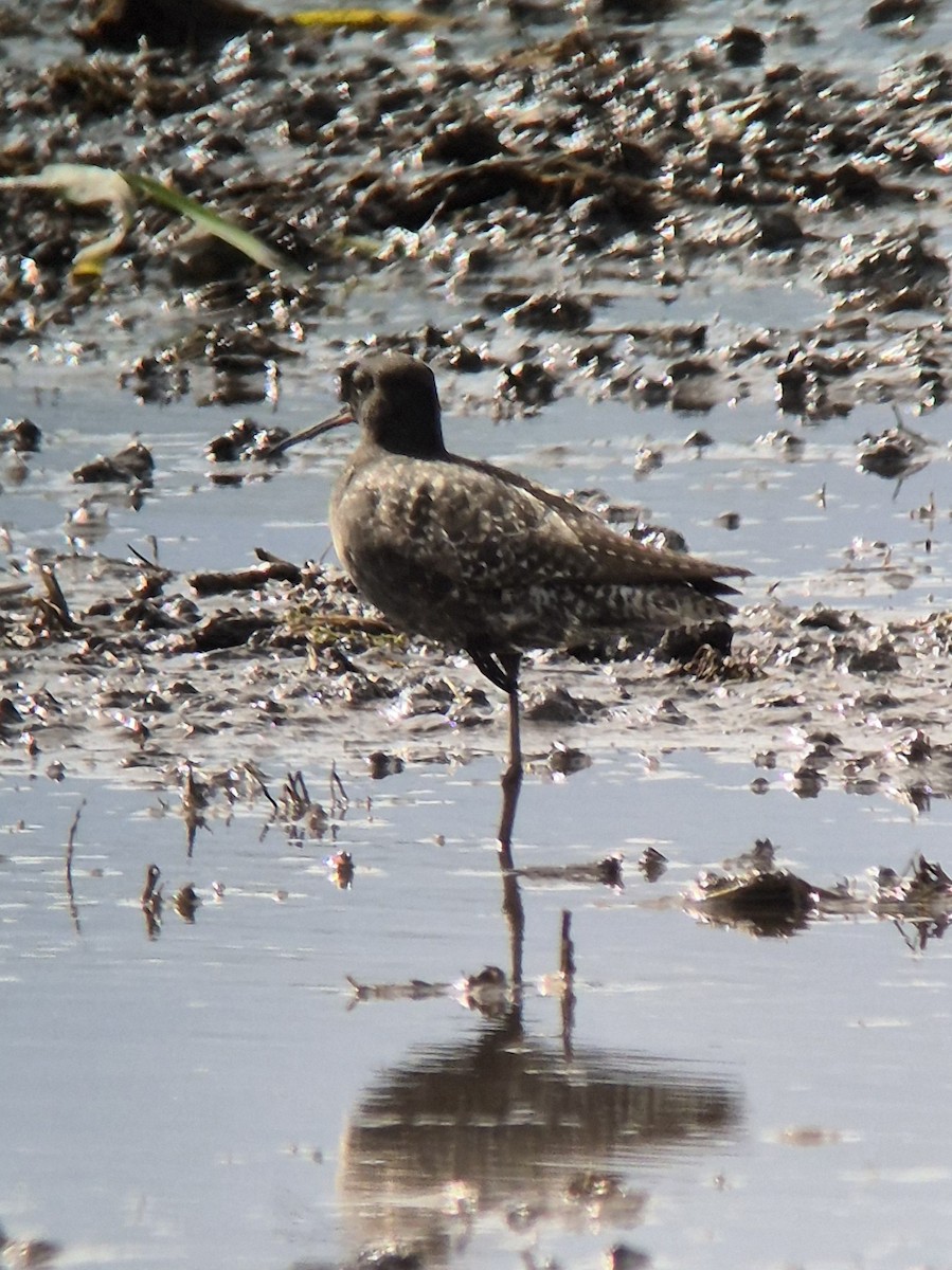 Spotted Redshank - ML619333165