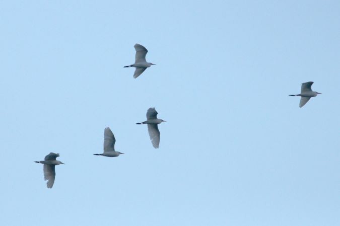Чапля єгипетська (підвид ibis) - ML619333224