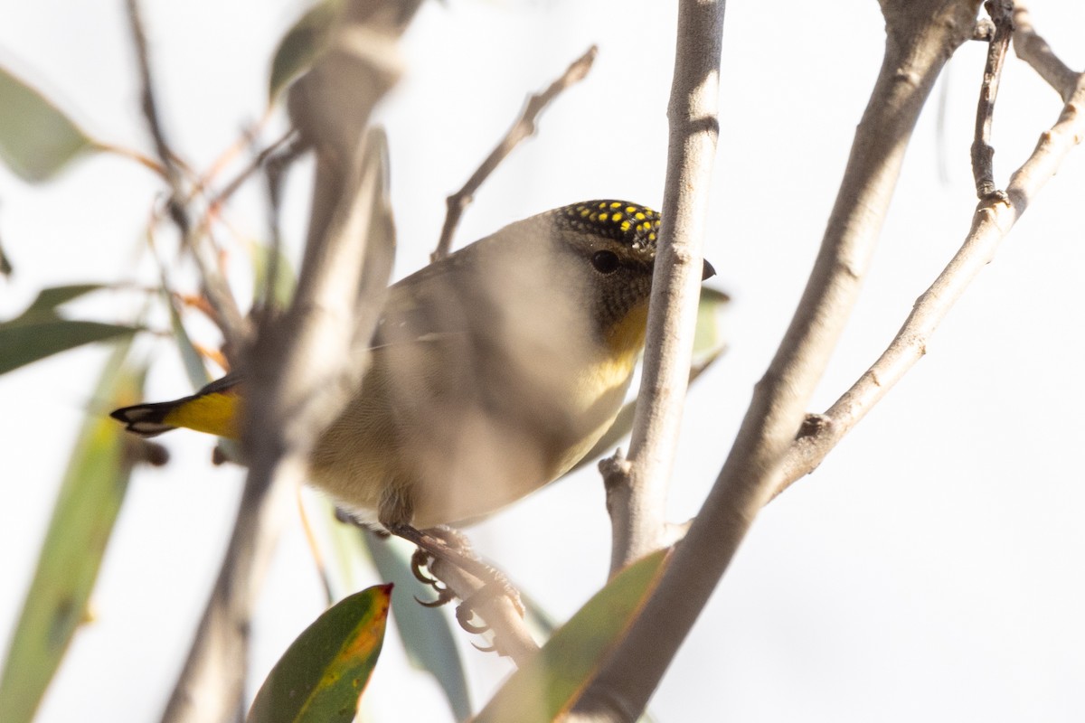 Spotted Pardalote - ML619333298