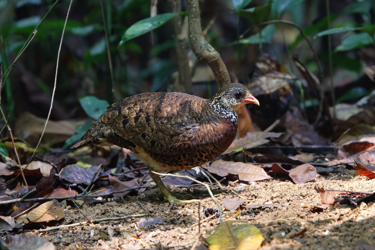 Scaly-breasted Partridge - ML619333305