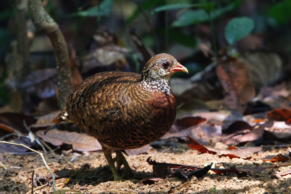 Scaly-breasted Partridge - ML619333306