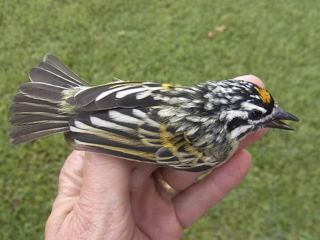 Yellow-fronted Tinkerbird - ML619333321