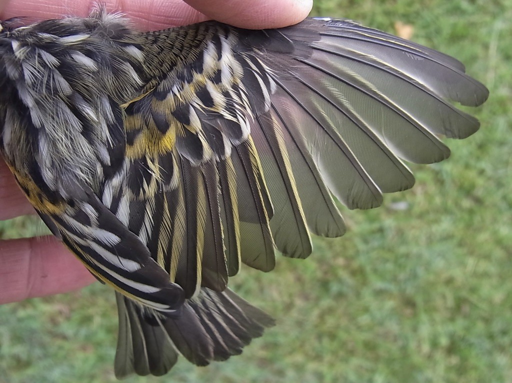 Yellow-fronted Tinkerbird - ML619333322