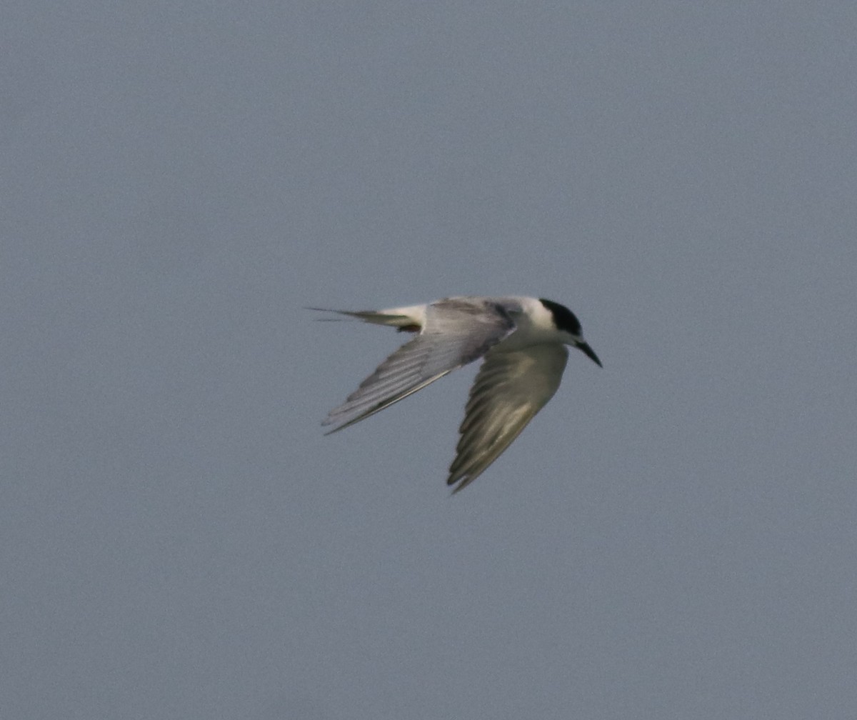Common Tern - ML619333347