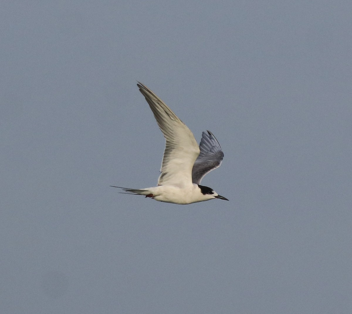 Common Tern - ML619333349