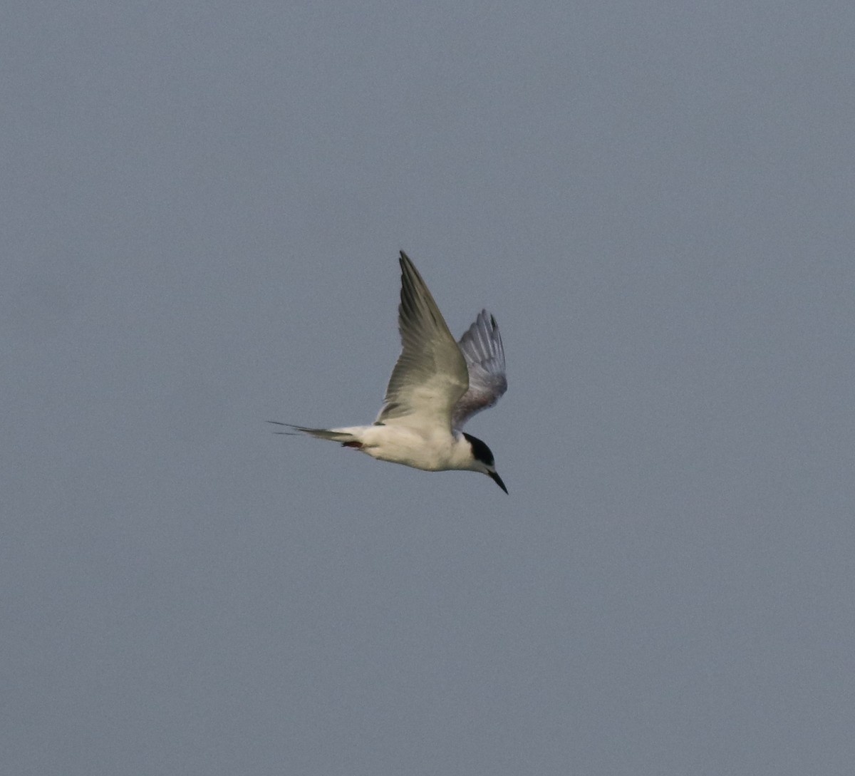 Common Tern - ML619333353