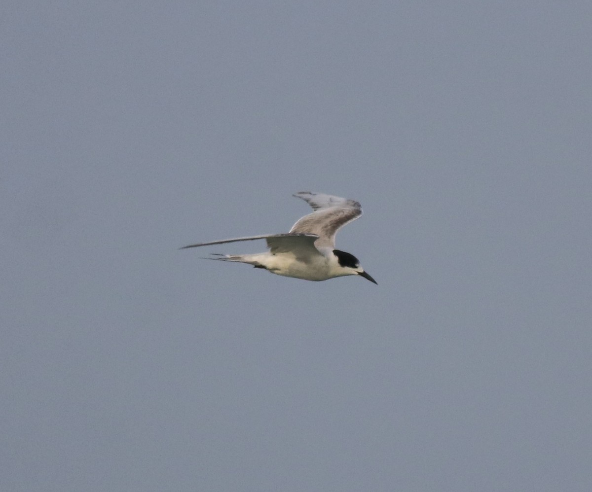 Common Tern - ML619333354