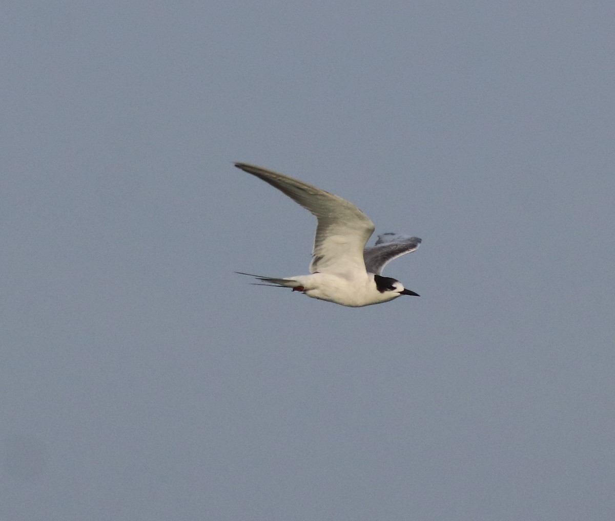 Common Tern - ML619333356