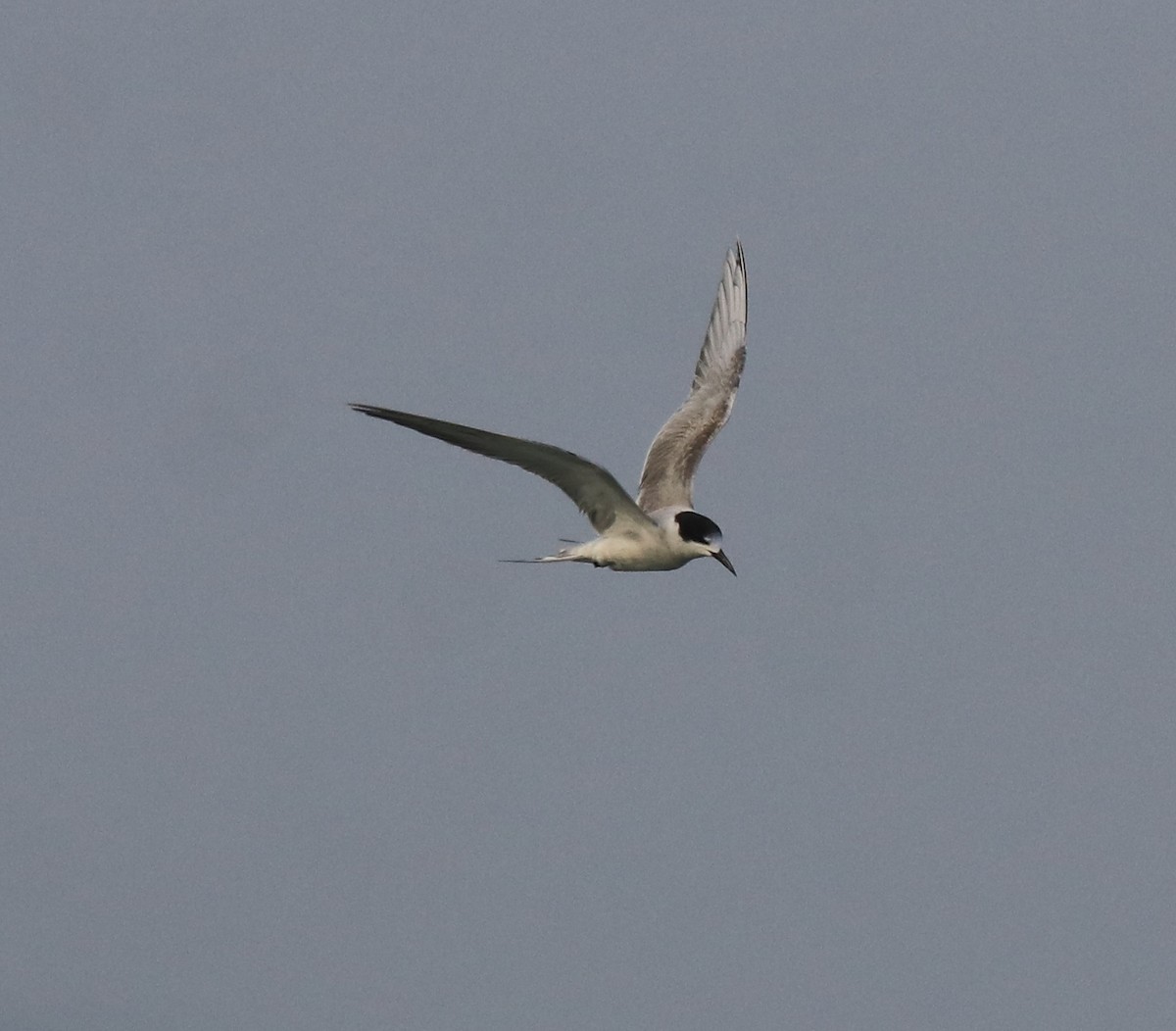 Common Tern - ML619333357