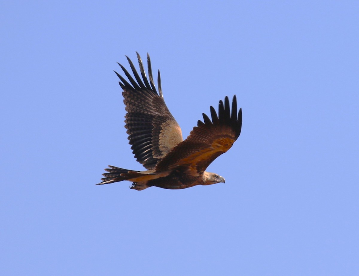 Wedge-tailed Eagle - ML619333411