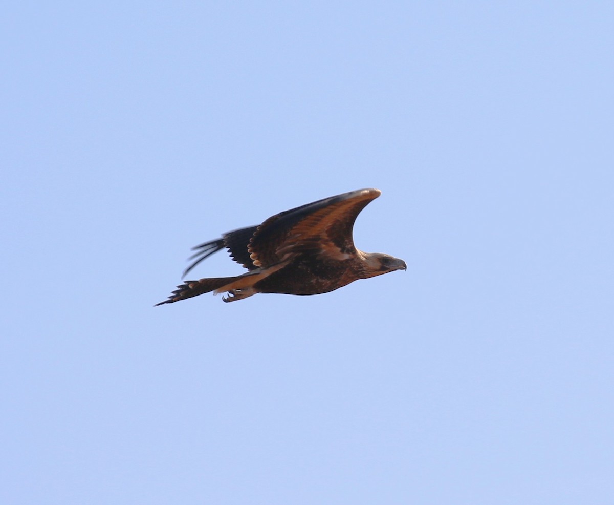 Wedge-tailed Eagle - ML619333412