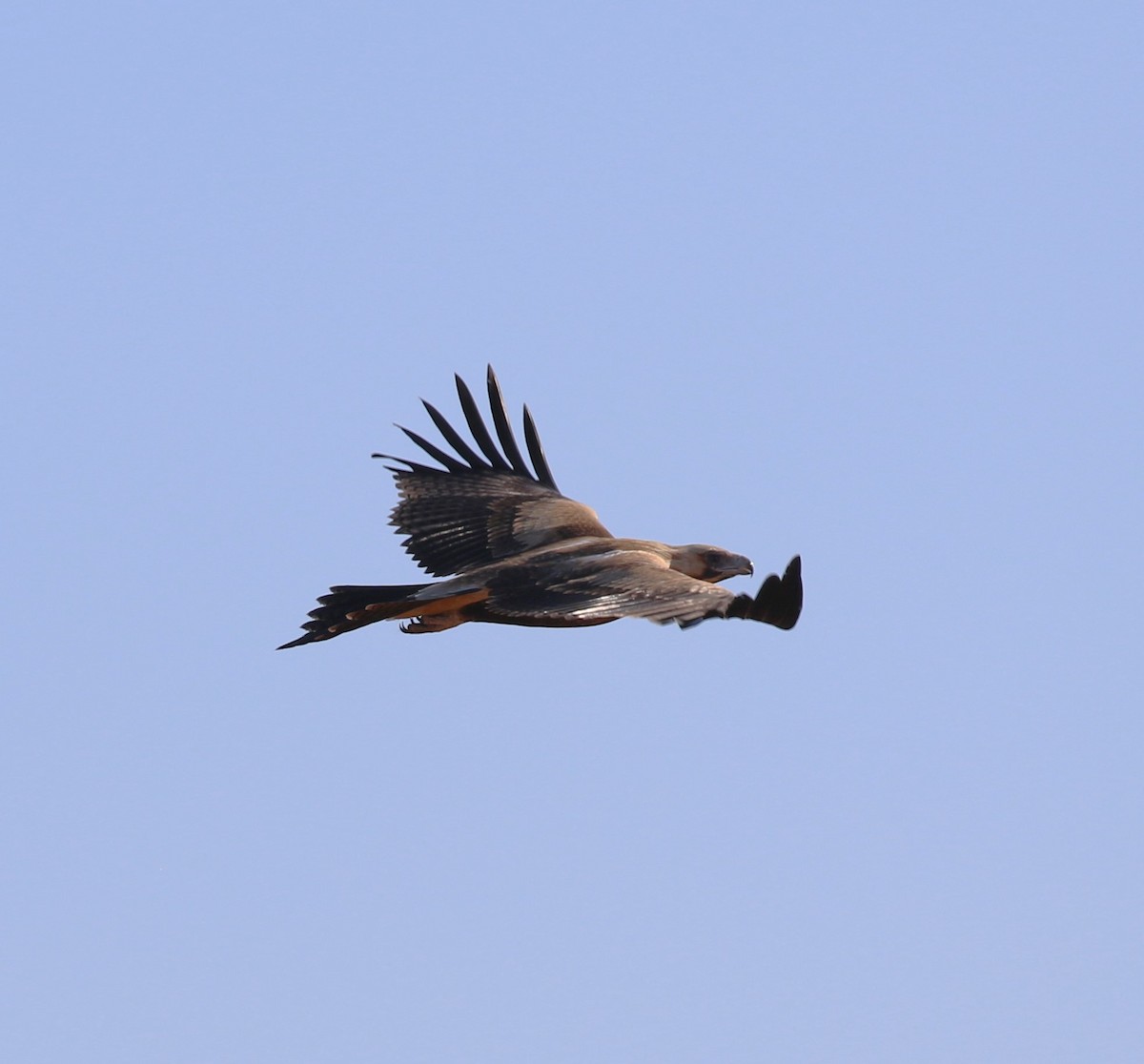Wedge-tailed Eagle - ML619333414