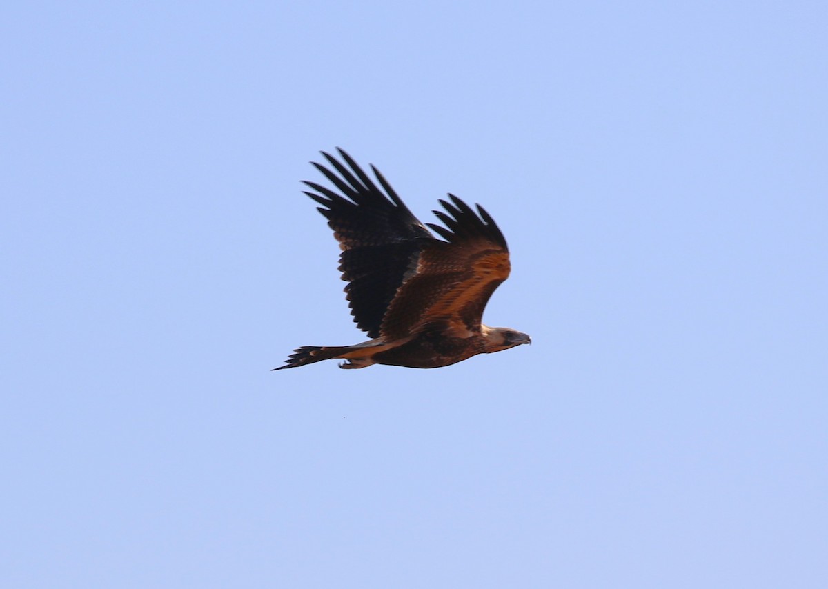 Wedge-tailed Eagle - ML619333415