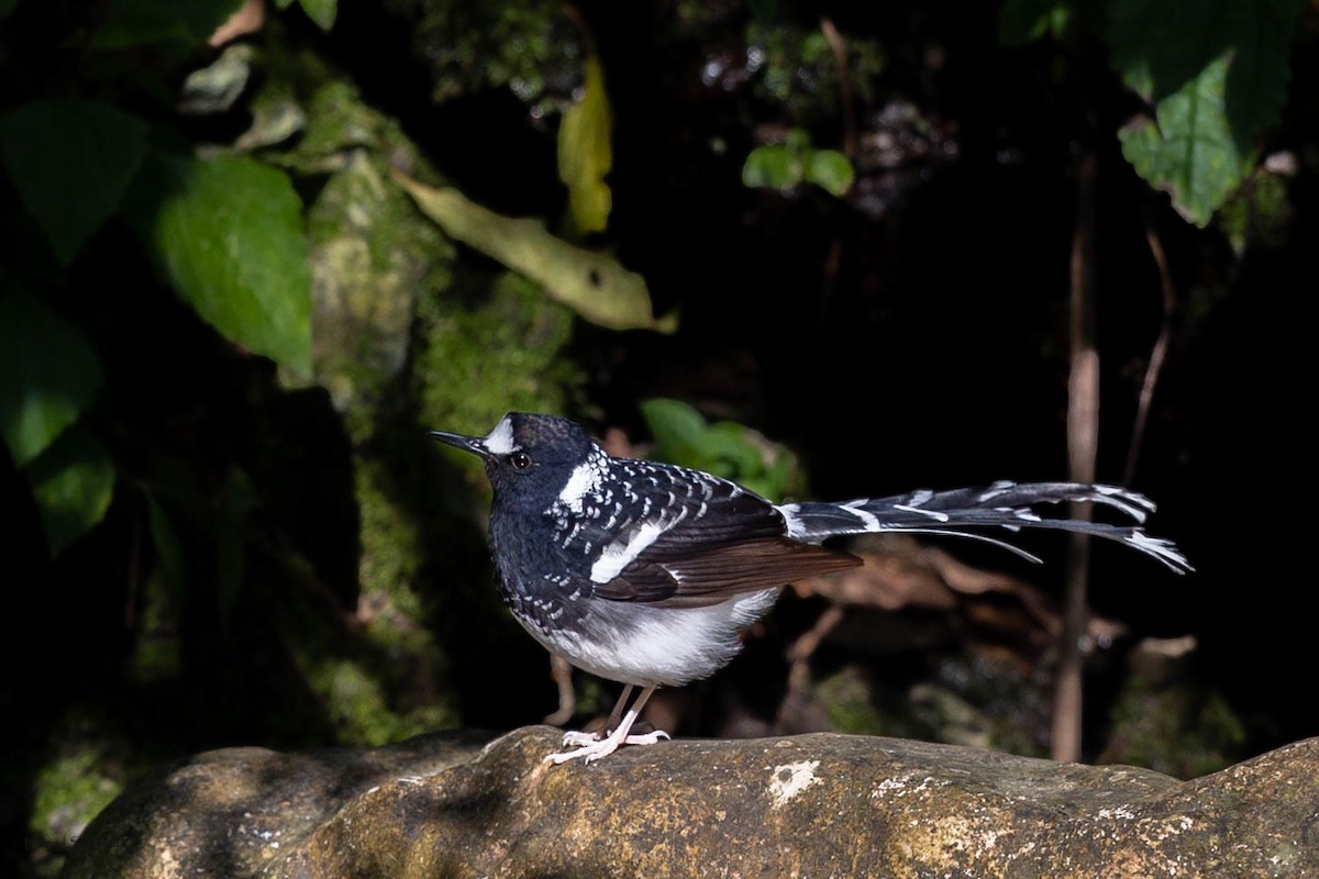 Spotted Forktail - ML619333419
