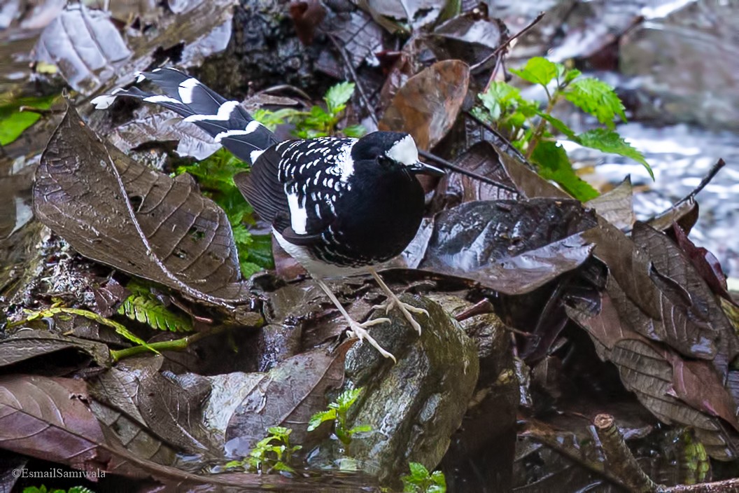 Spotted Forktail - ML619333420