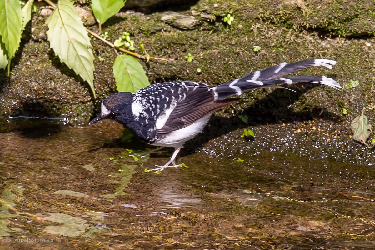 Spotted Forktail - ML619333422