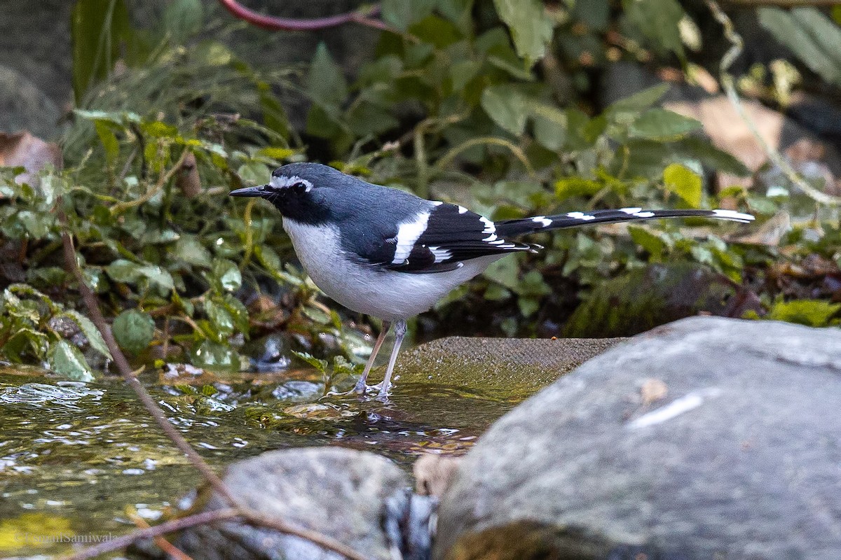 Spotted Forktail - ML619333423