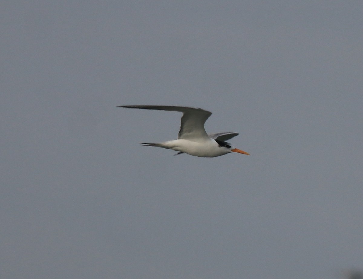 Lesser Crested Tern - ML619333431