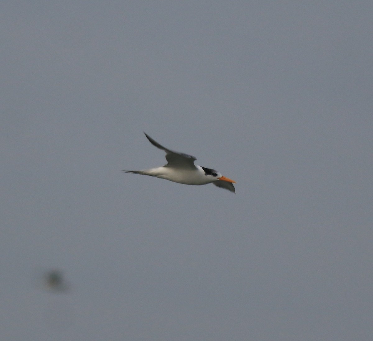 Lesser Crested Tern - ML619333432