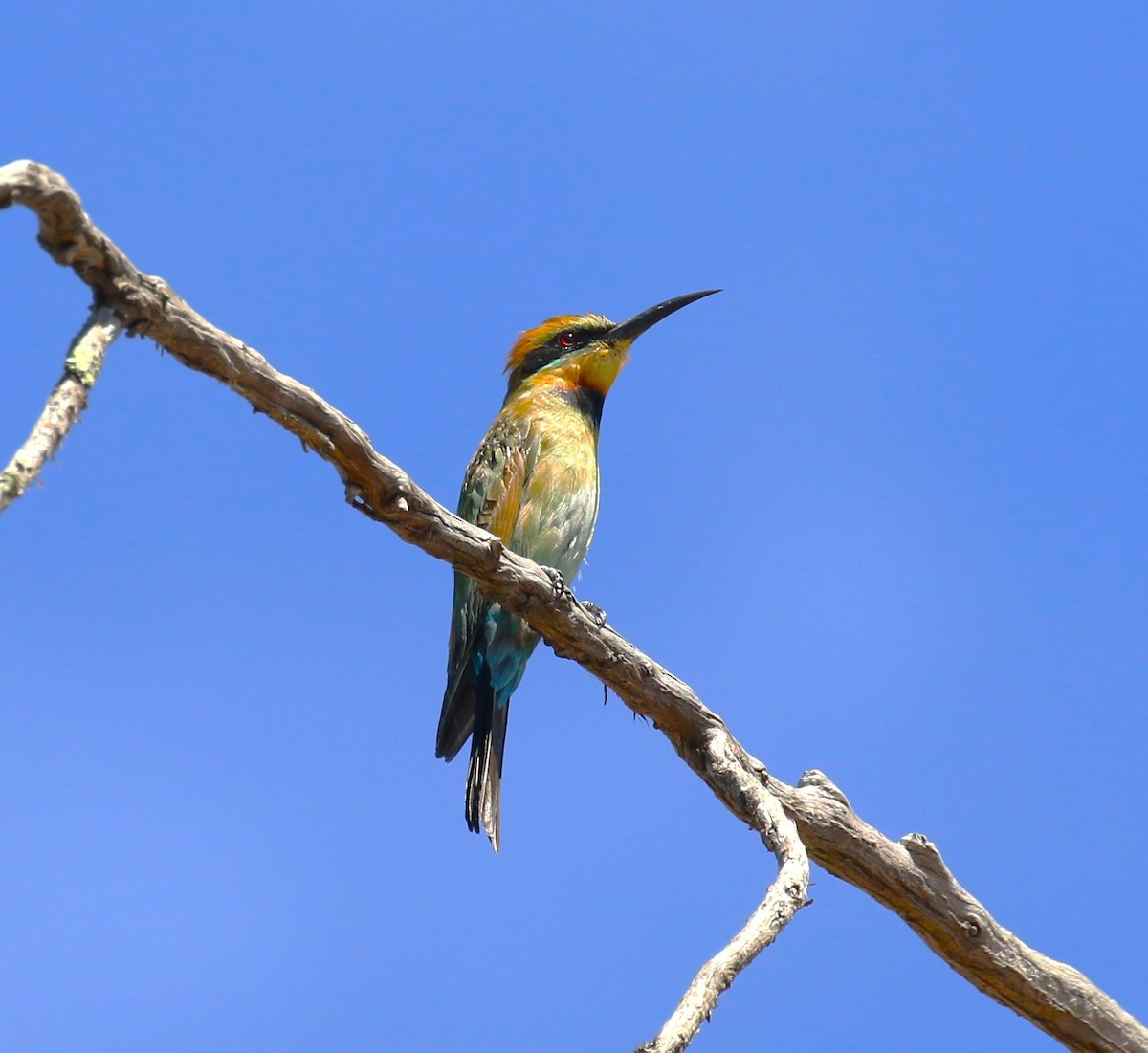 Rainbow Bee-eater - ML619333434