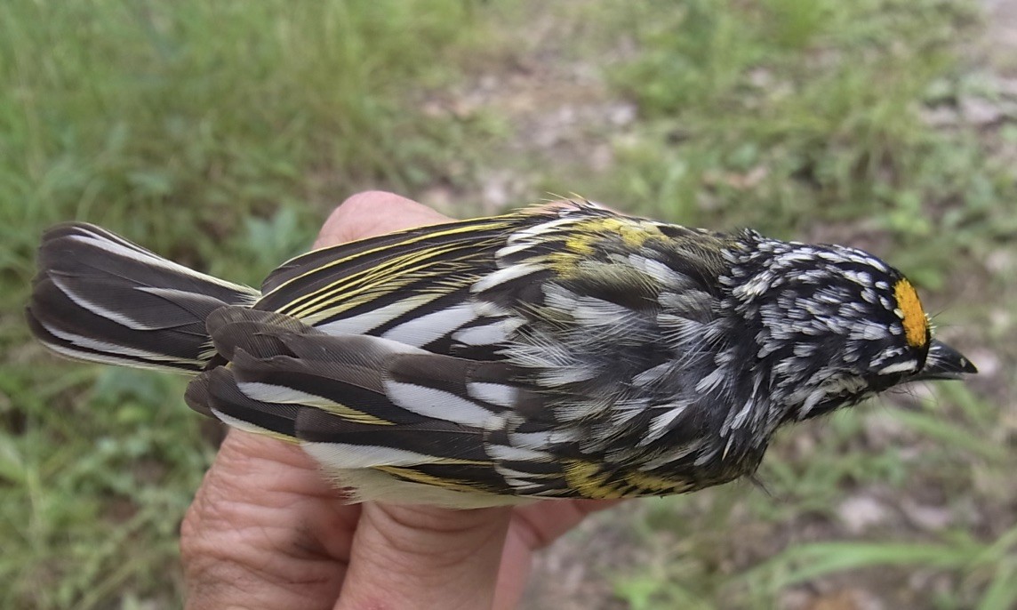 Yellow-fronted Tinkerbird - ML619333446