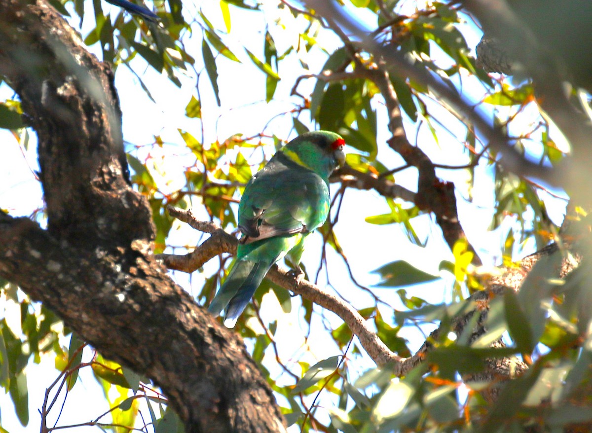 Воротничковый попугай (barnardi) - ML619333454
